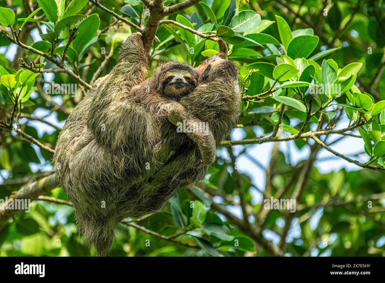 Brown throated 3 toed sloth with baby smilling at you Stock Photo