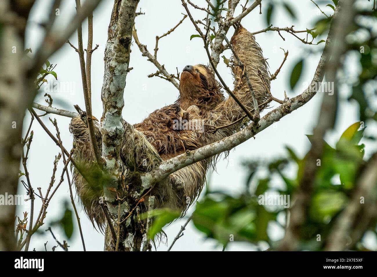 Brown throated 3 toed sloth with baby Stock Photo