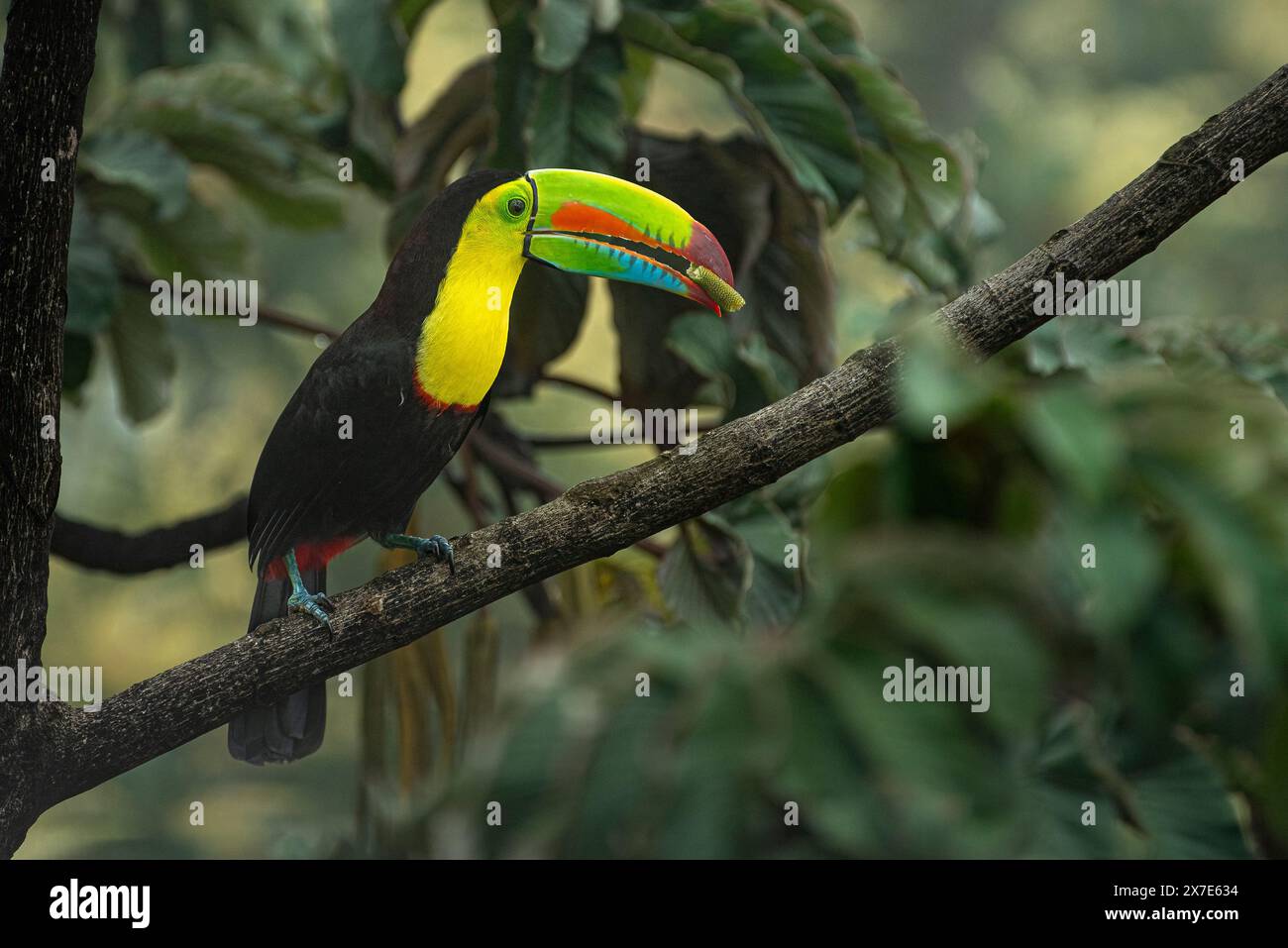 Keel billed toucan perched close up Stock Photo