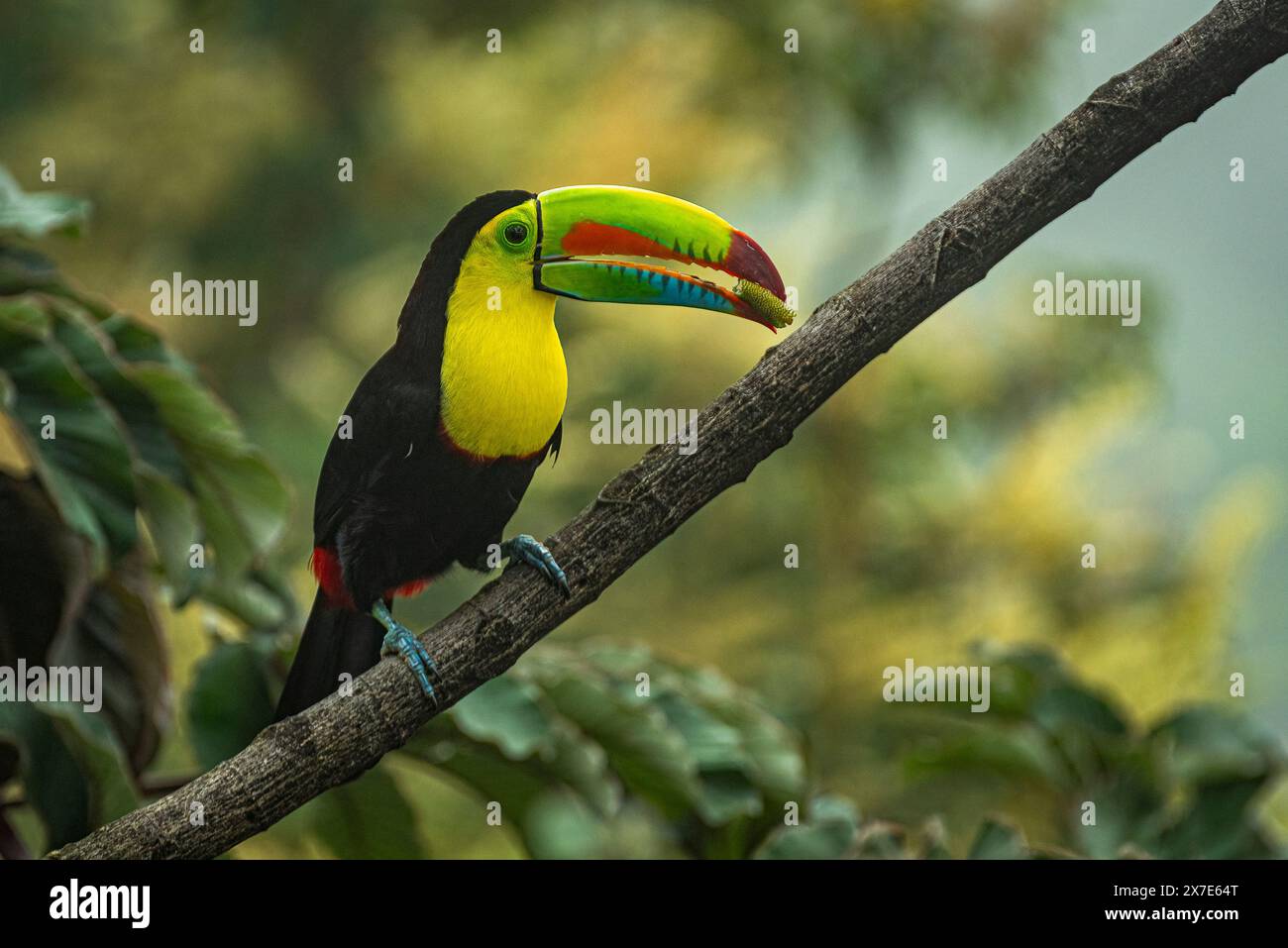 Keel billed toucan perched close up Stock Photo