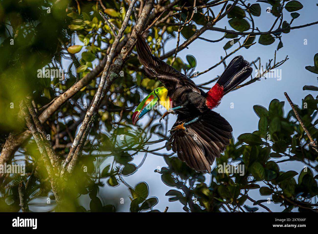 Keel billed toucan in flight approaching trees Stock Photo