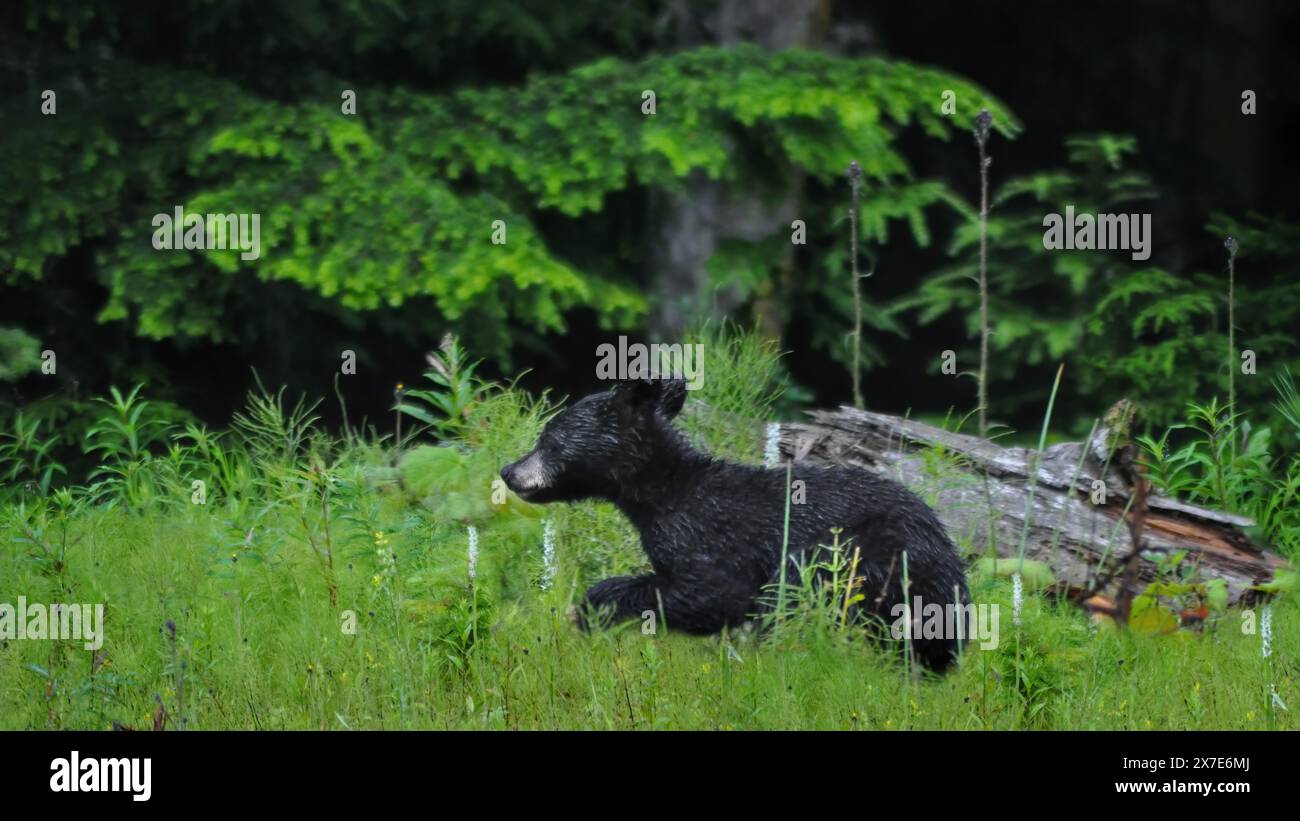 Baby american black bear hi-res stock photography and images - Alamy