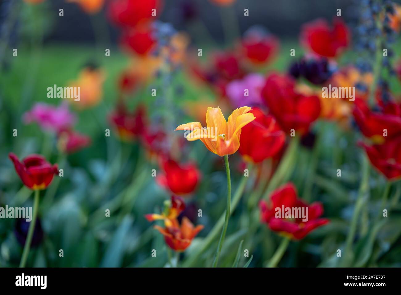 Close-up of Tulips blooming in Carl Johans Park in the middle of May in Norrköping, Sweden. Stock Photo