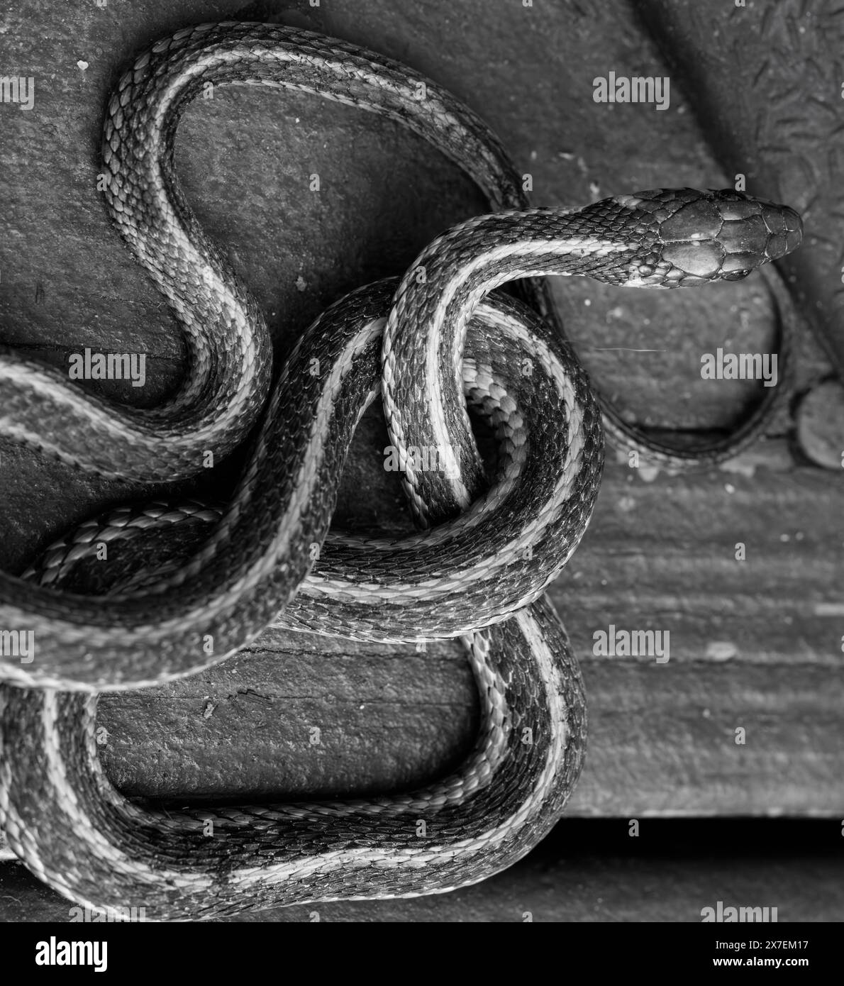 A close up of a garter snake curled and slithering on wood background
