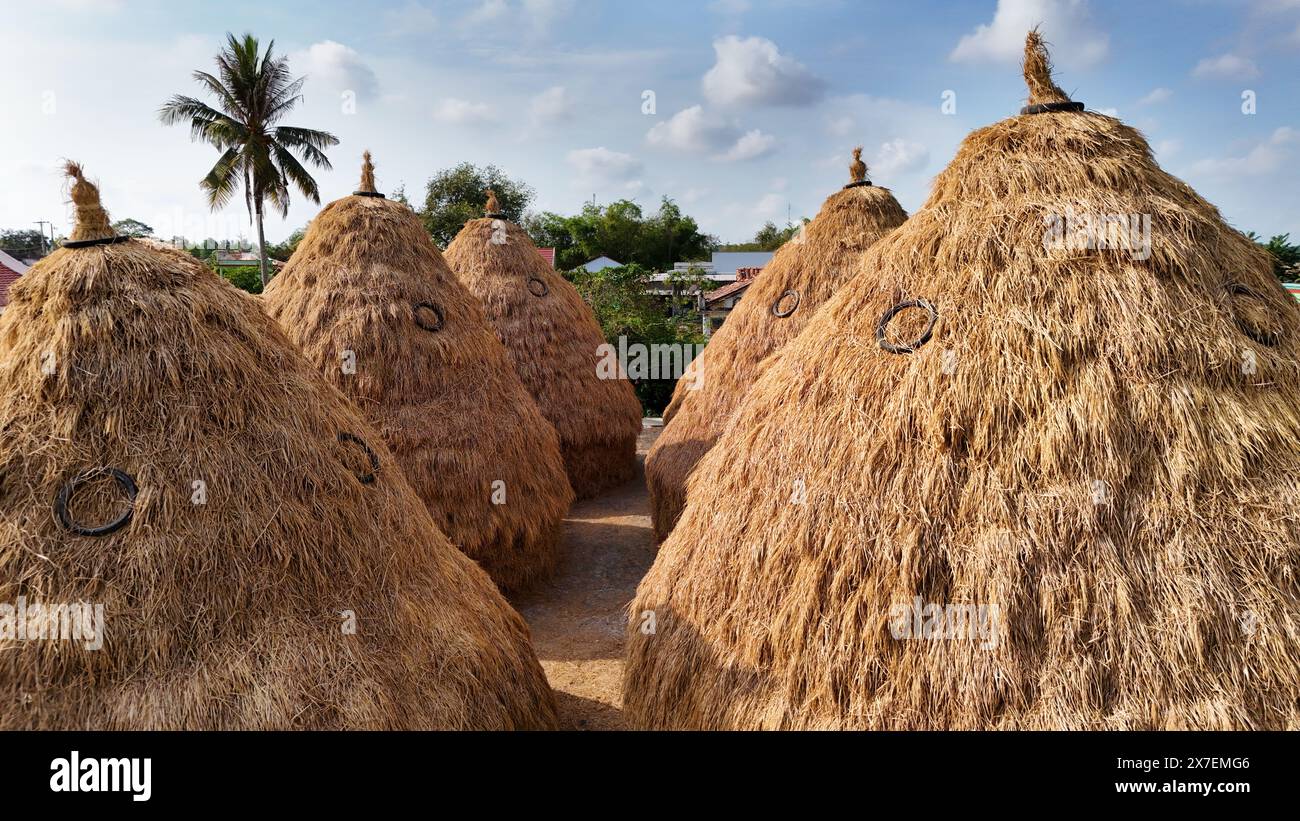 Vietnam countryside at Mekong Delta, group of haystacks from dried paddy after harvesting for cow, buffalo, straw heap as cone on rice field Stock Photo