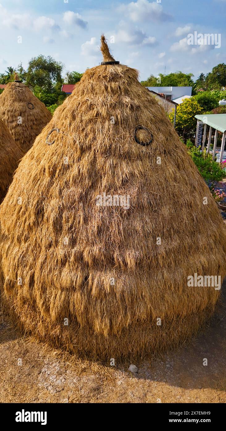 Vietnam countryside at Mekong Delta, group of haystacks from dried paddy after harvesting for cow, buffalo, straw heap as cone on rice field Stock Photo