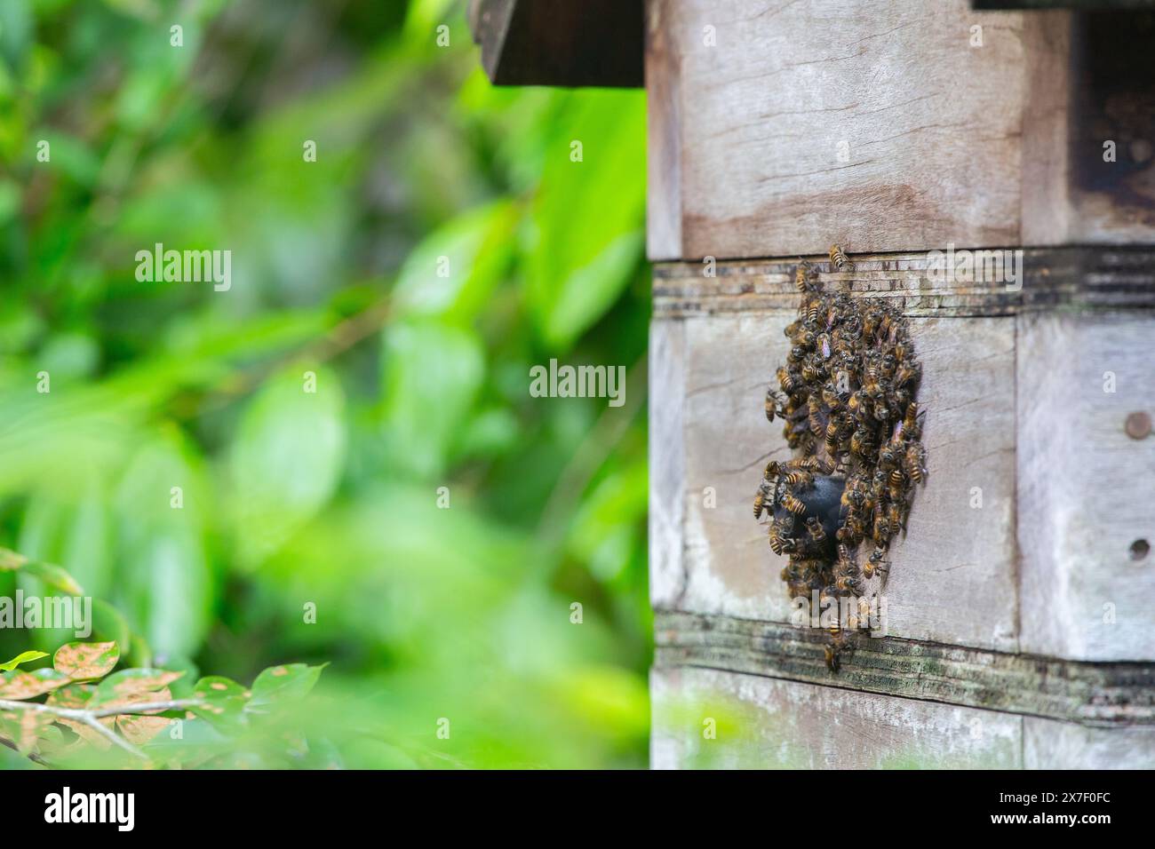 Stingless bee species hives spotted on a wooden box at Singapore