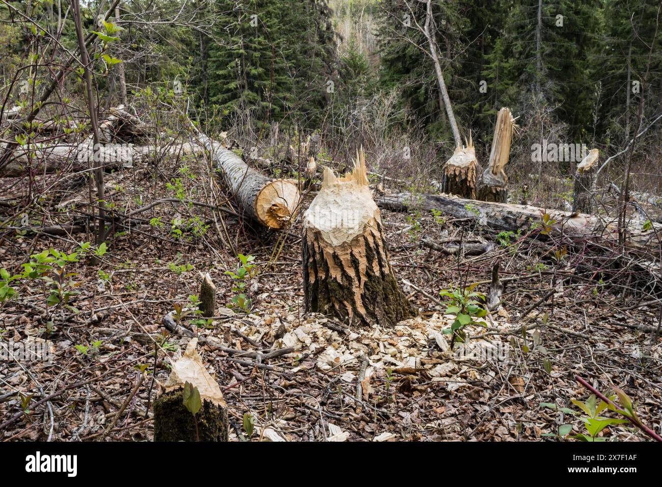 Beaver tree damage in natural area park near Whitemud creek, Edmonton, Canada Stock Photo