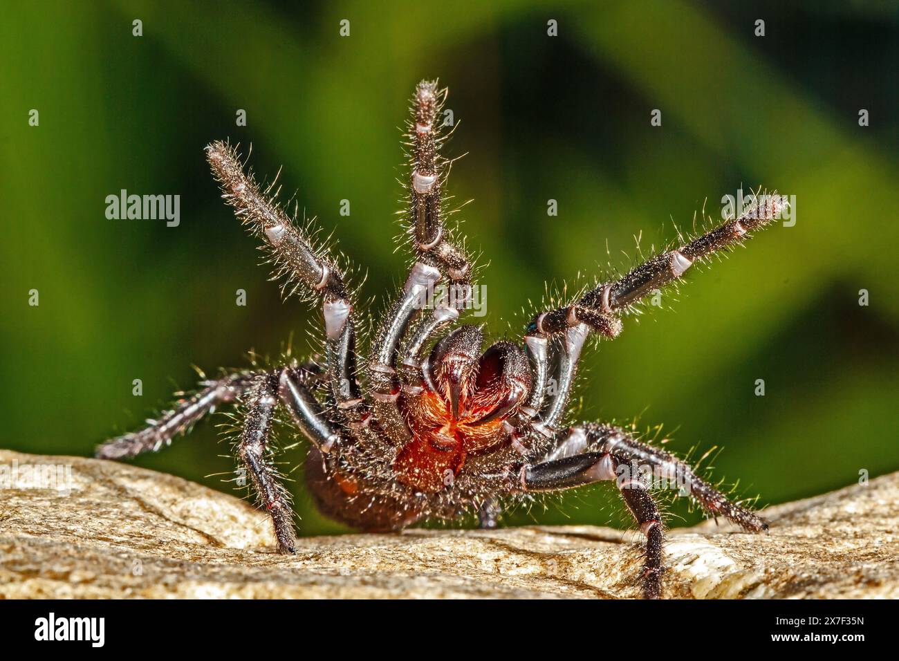 Highly venomous Sydney Funnelweb spider Stock Photo Alamy