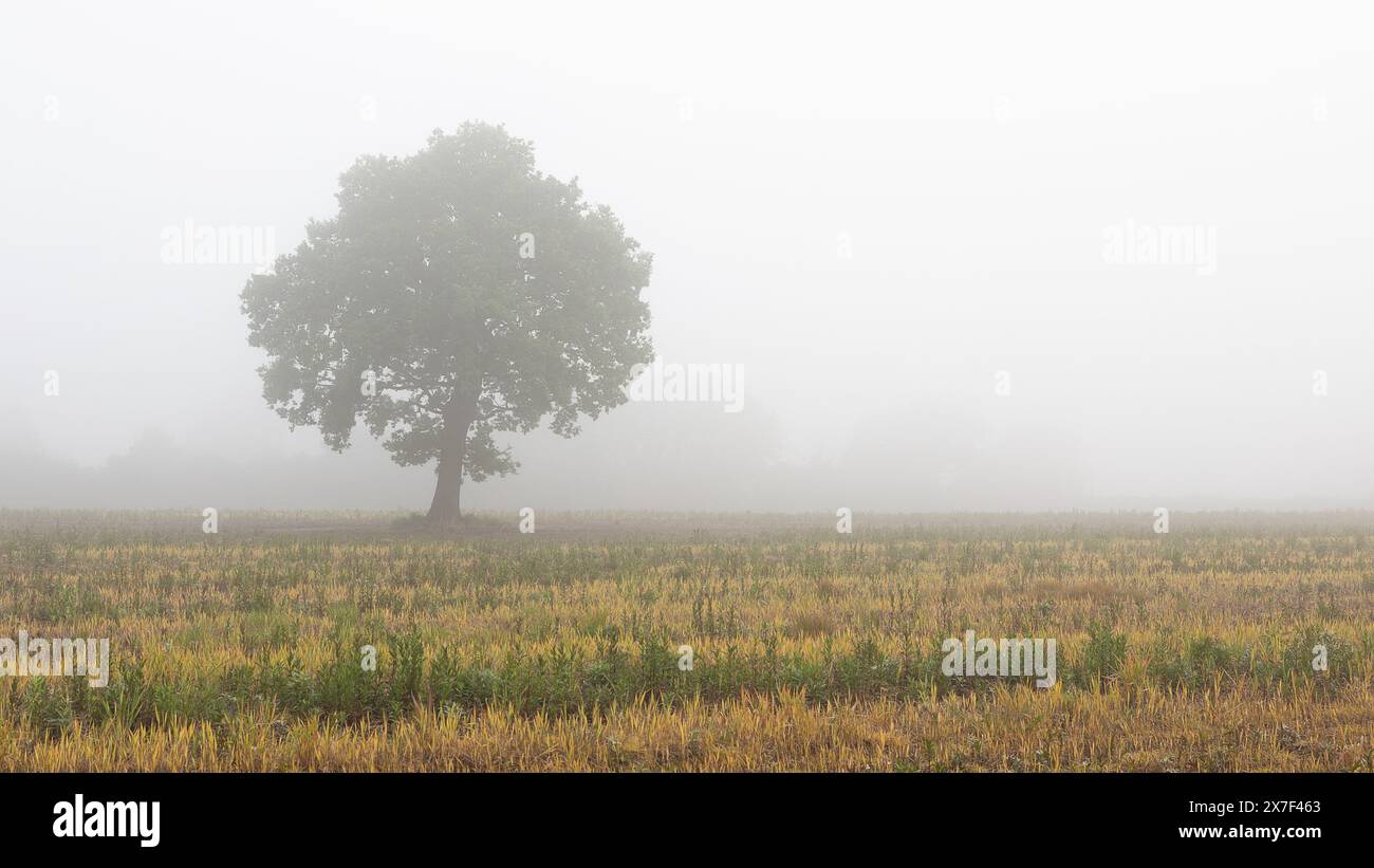Misty fog field hi-res stock photography and images - Alamy
