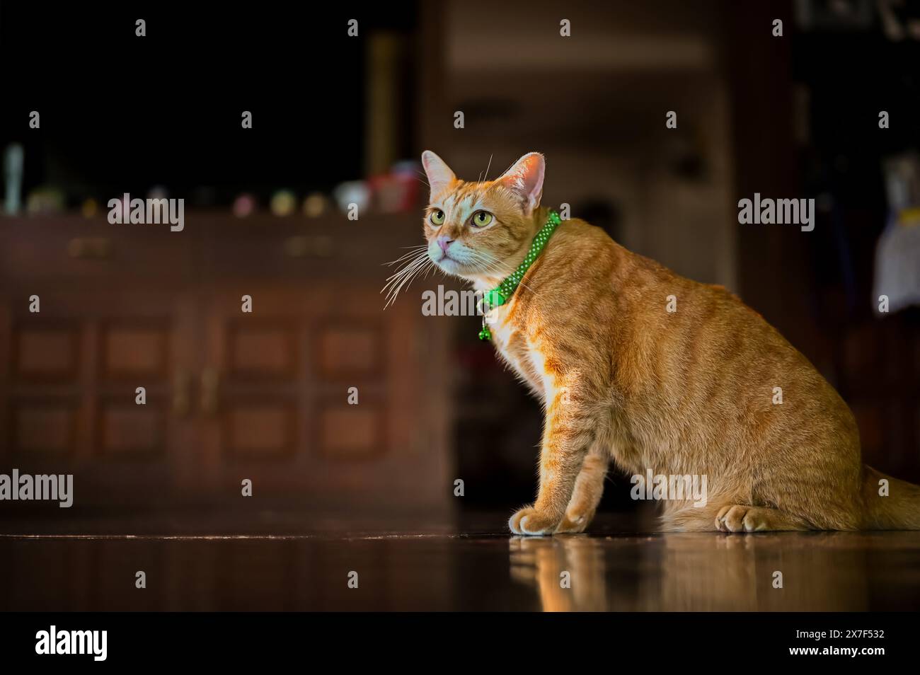 Fat orange tabby cat sitting hi-res stock photography and images - Alamy