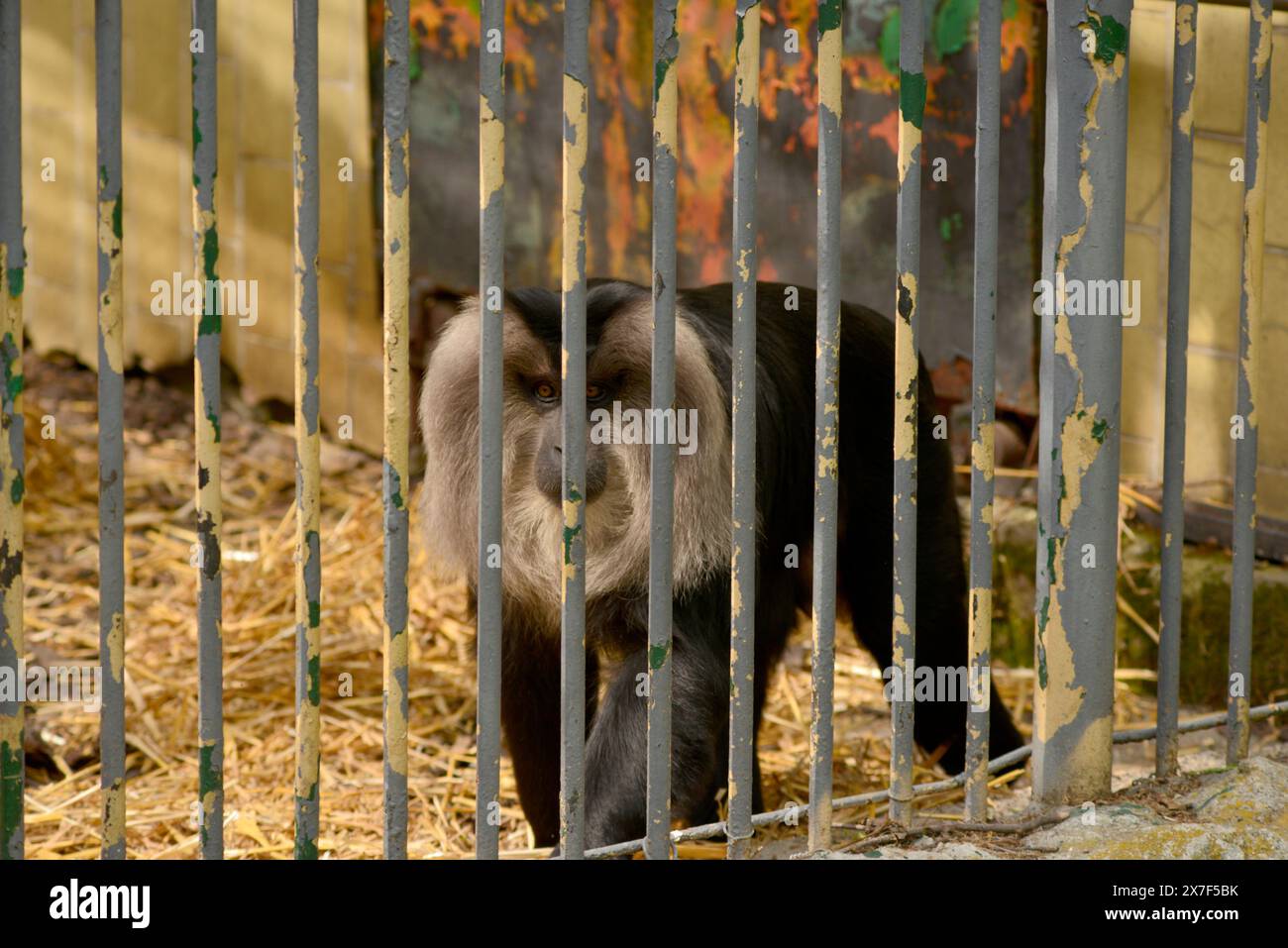 Lion-tailed macaque Macaca silenus or the wanderoo endangered species of primate in cage behind bars in Sofia Zoo, Sofia Bulgaria, Eastern Europe, EU Stock Photo