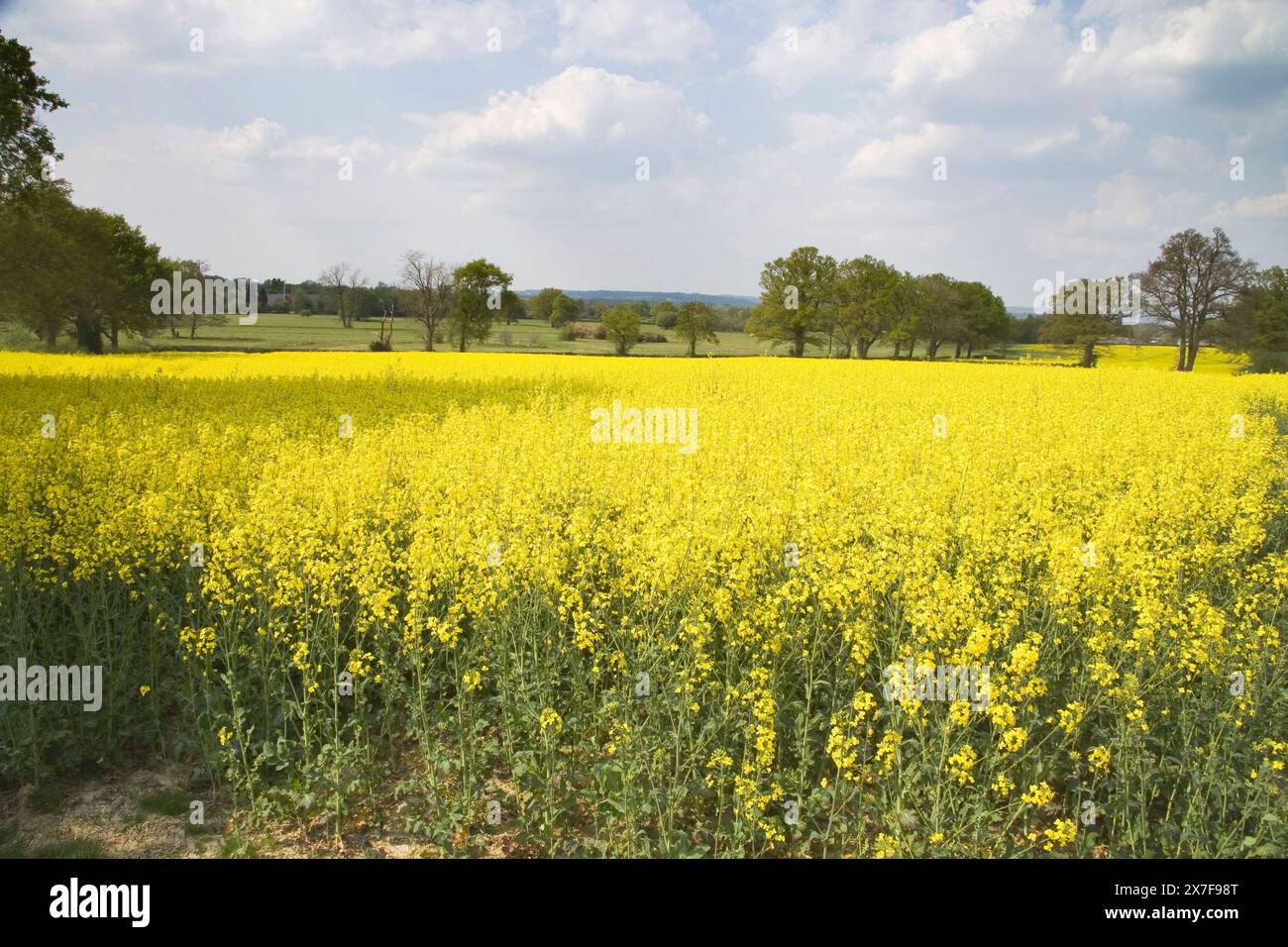 oil seed rape on a farm at lingfield Stock Photo - Alamy