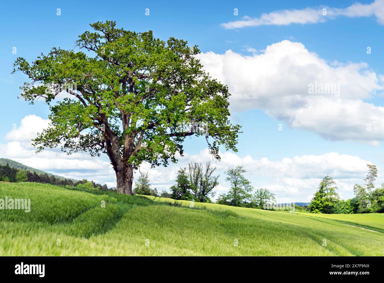 Big oak tree hi-res stock photography and images - Alamy
