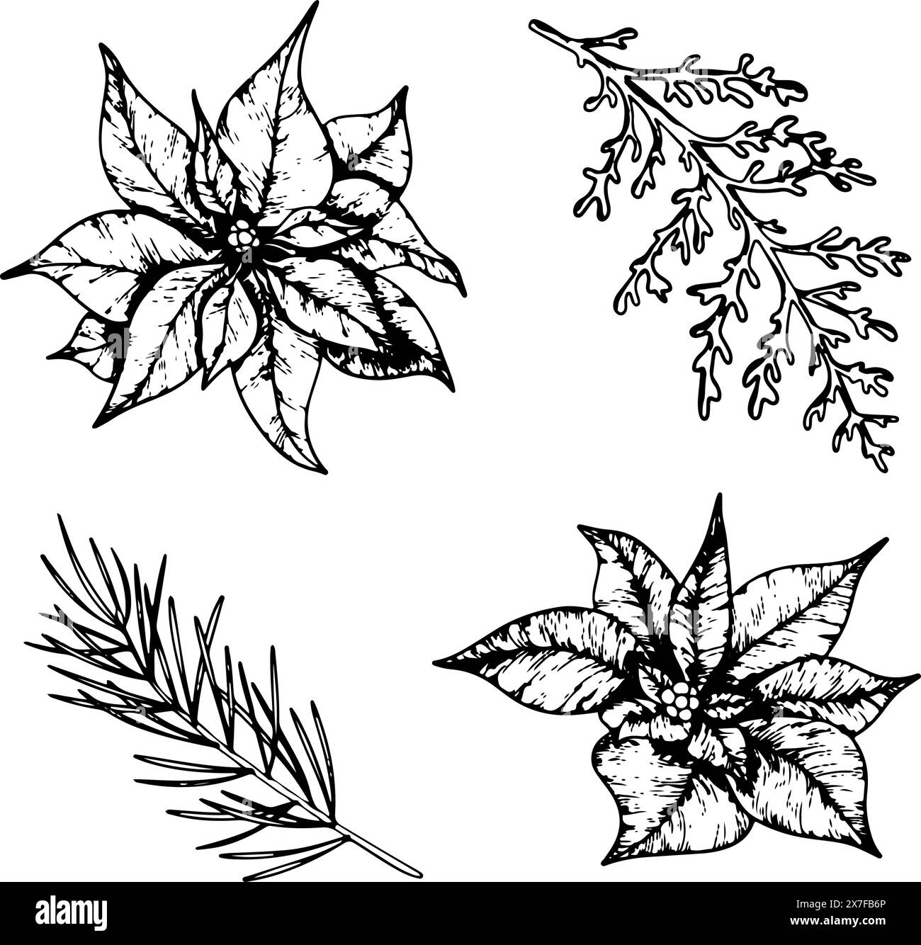 Set of Christmas plants line art. Ink graphic poinsettia, twig of Dusty ...