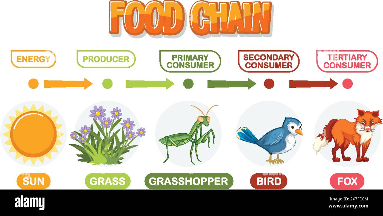 Depicts energy flow through a food chain Stock Vector Image & Art Biology Diagrams