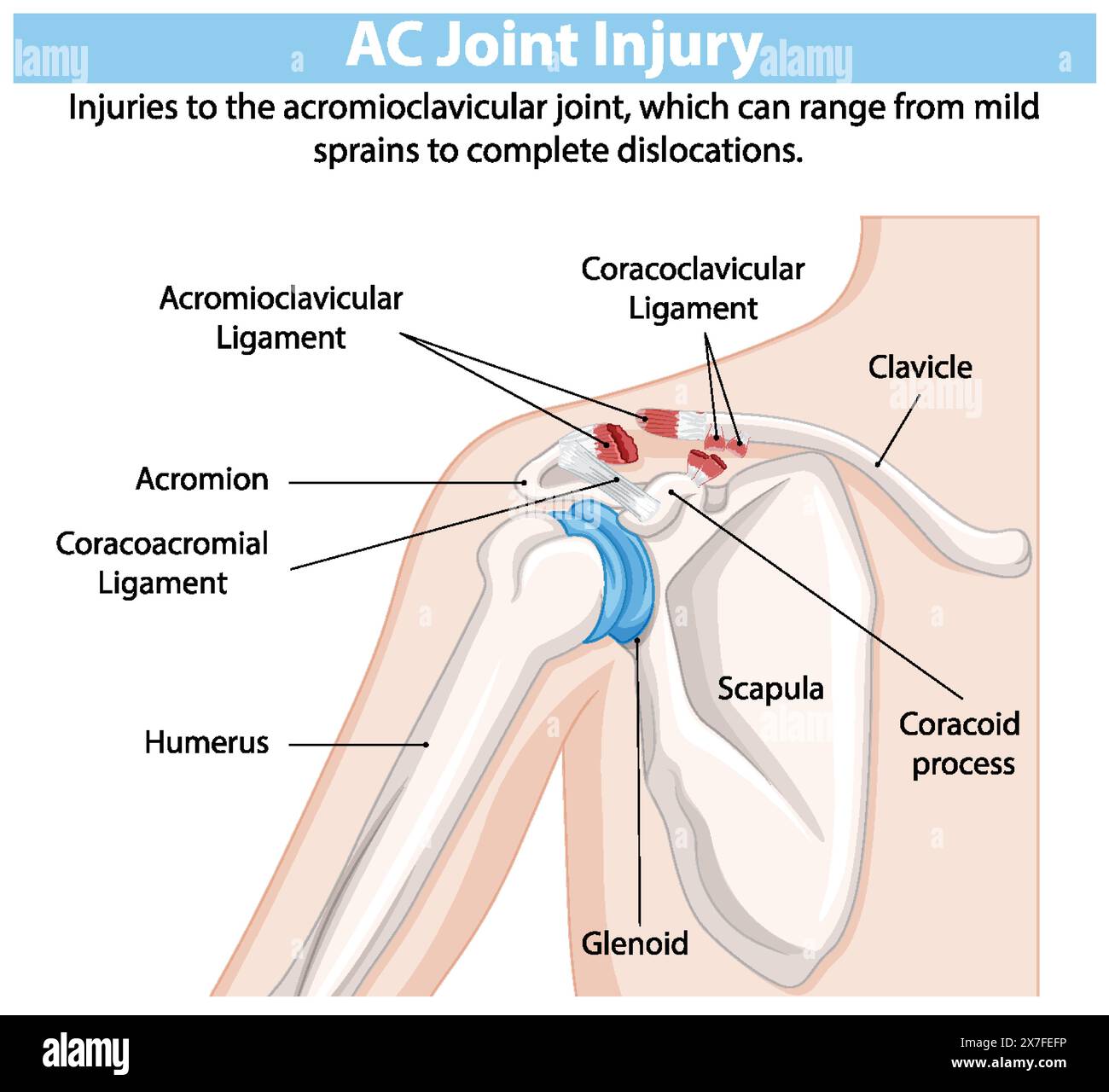 Detailed illustration of shoulder joint anatomy Stock Vector