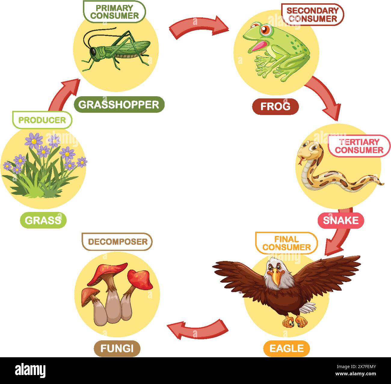 Eagle life cycle Stock Vector Images Biology Diagrams