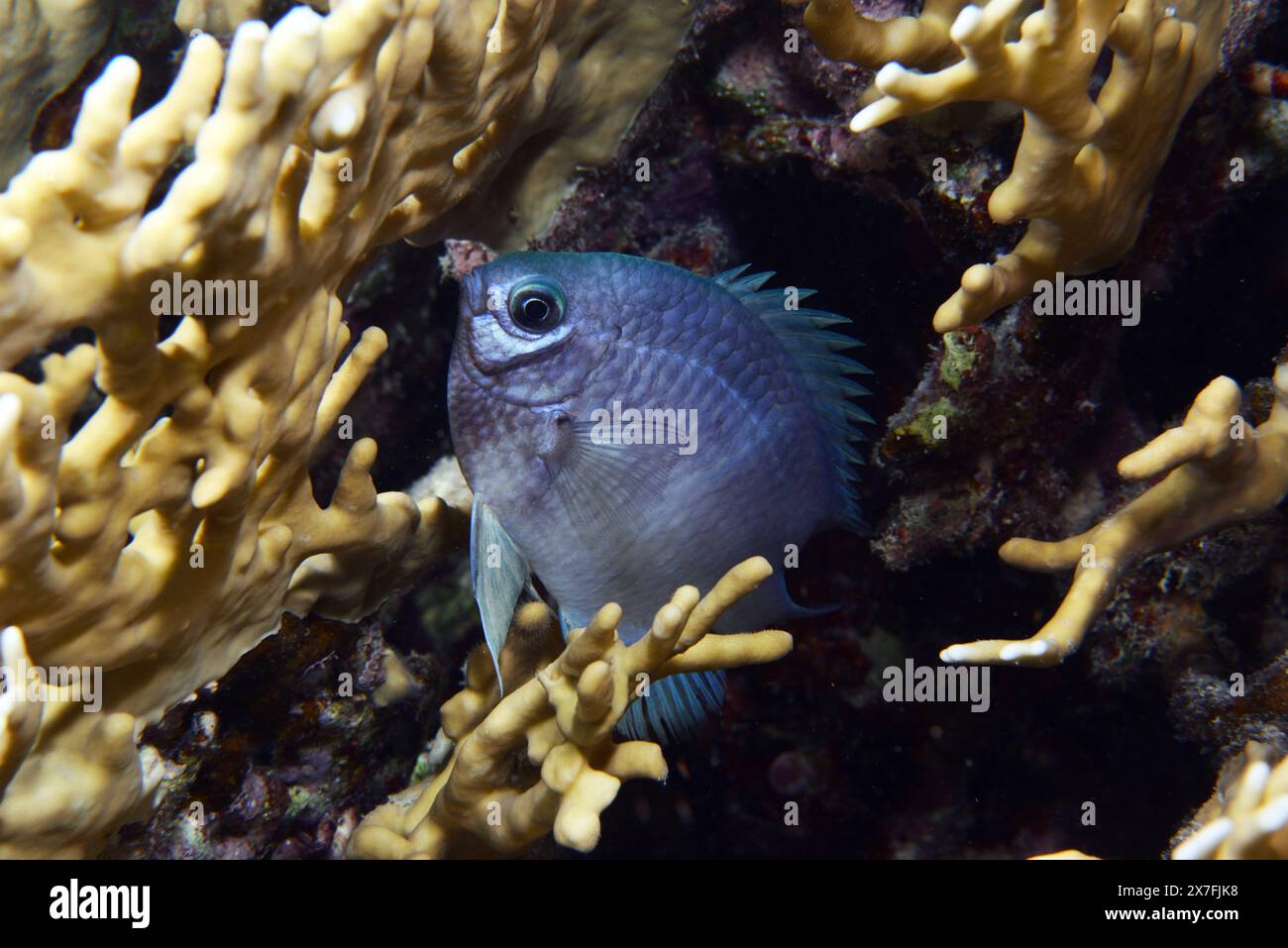 Pale damselfish in fire corals Stock Photo