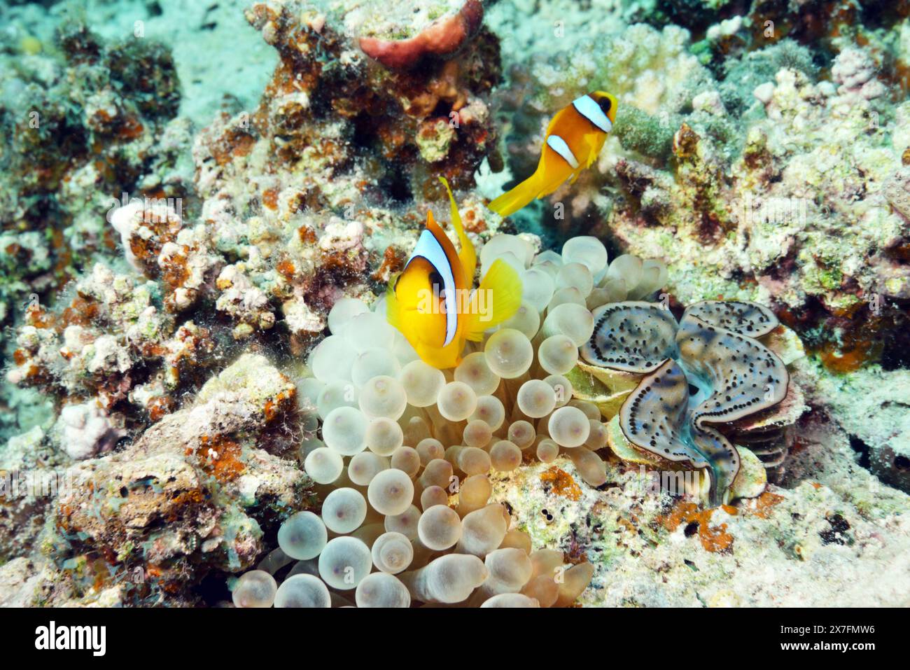 Red sea anemonefishes Stock Photo