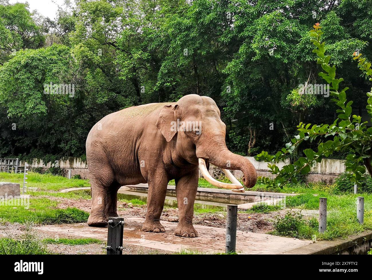Chongqing, China. 20th May, 2024. Citizens are watching an elephant perform skills with its long nostrils at Chongqing Zoo in Chongqing, China, on May 19, 2024. (Photo by Costfoto/NurPhoto) Credit: NurPhoto SRL/Alamy Live News Stock Photo