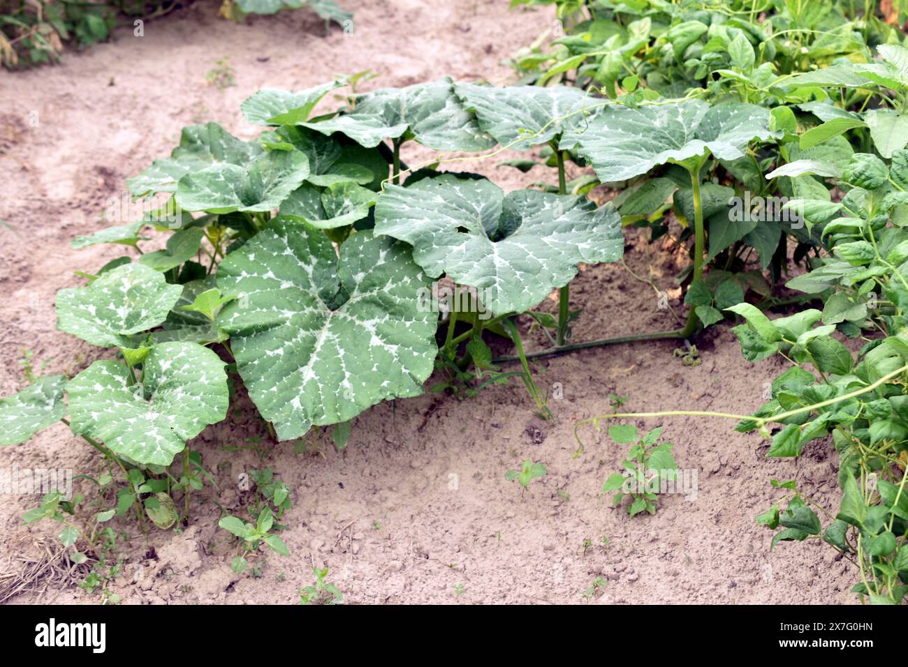 Organic pumpkin leaves in hi-res stock photography and images - Alamy