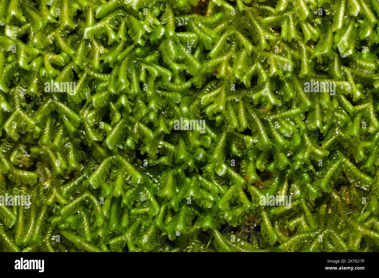 the liverwort Bazzania trilobata (Greater Whipwort) typically occurs in Celtic rainforest in western Britain. It occurs across the Northern Hemisphere. Stock Photo