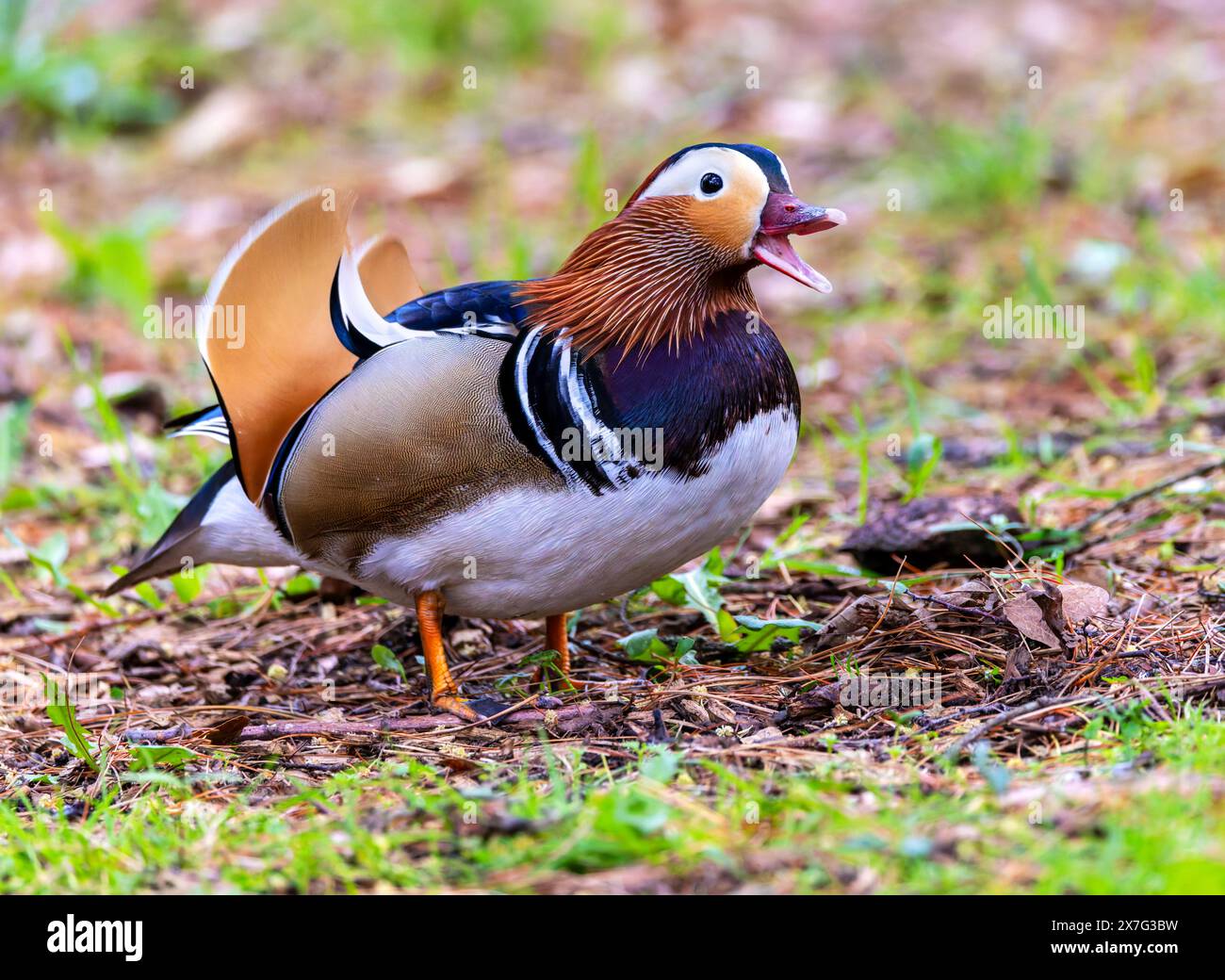 Mandarin duck aix galericulata open hi-res stock photography and