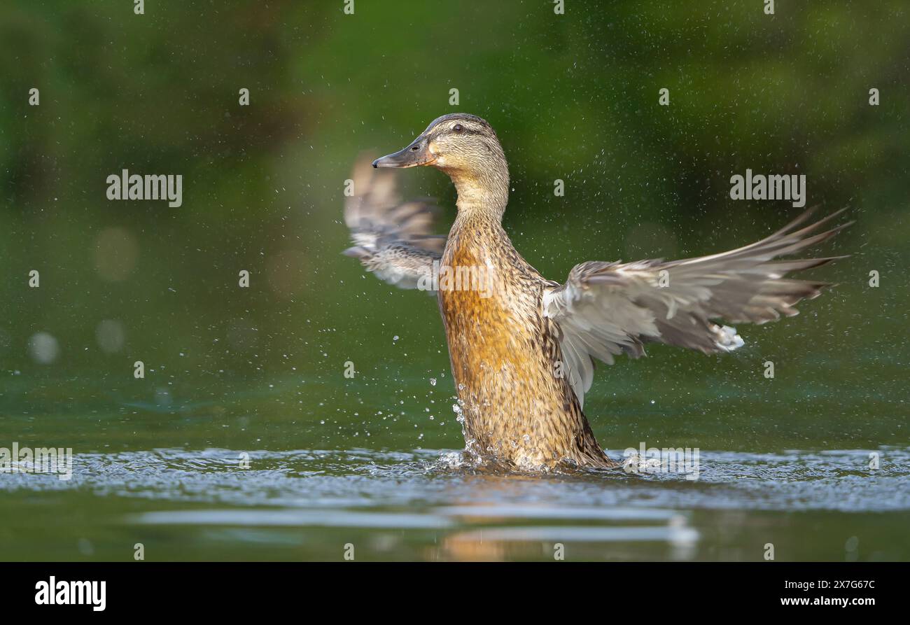Close up of wild, UK female mallard duck (Anas platyrhynchos) splashing in water with wings outstretched in sunshine. Water droplets in the air. Stock Photo