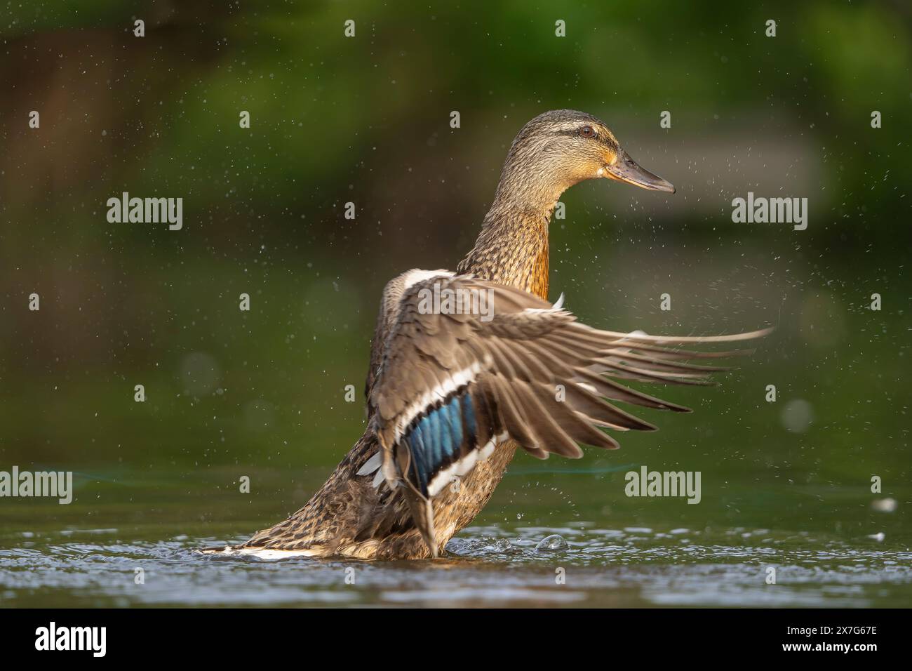 Side view of wild, UK female mallard duck (Anas platyrhynchos) splashing in water, wings raised, spread out showing individual feathers. Stock Photo