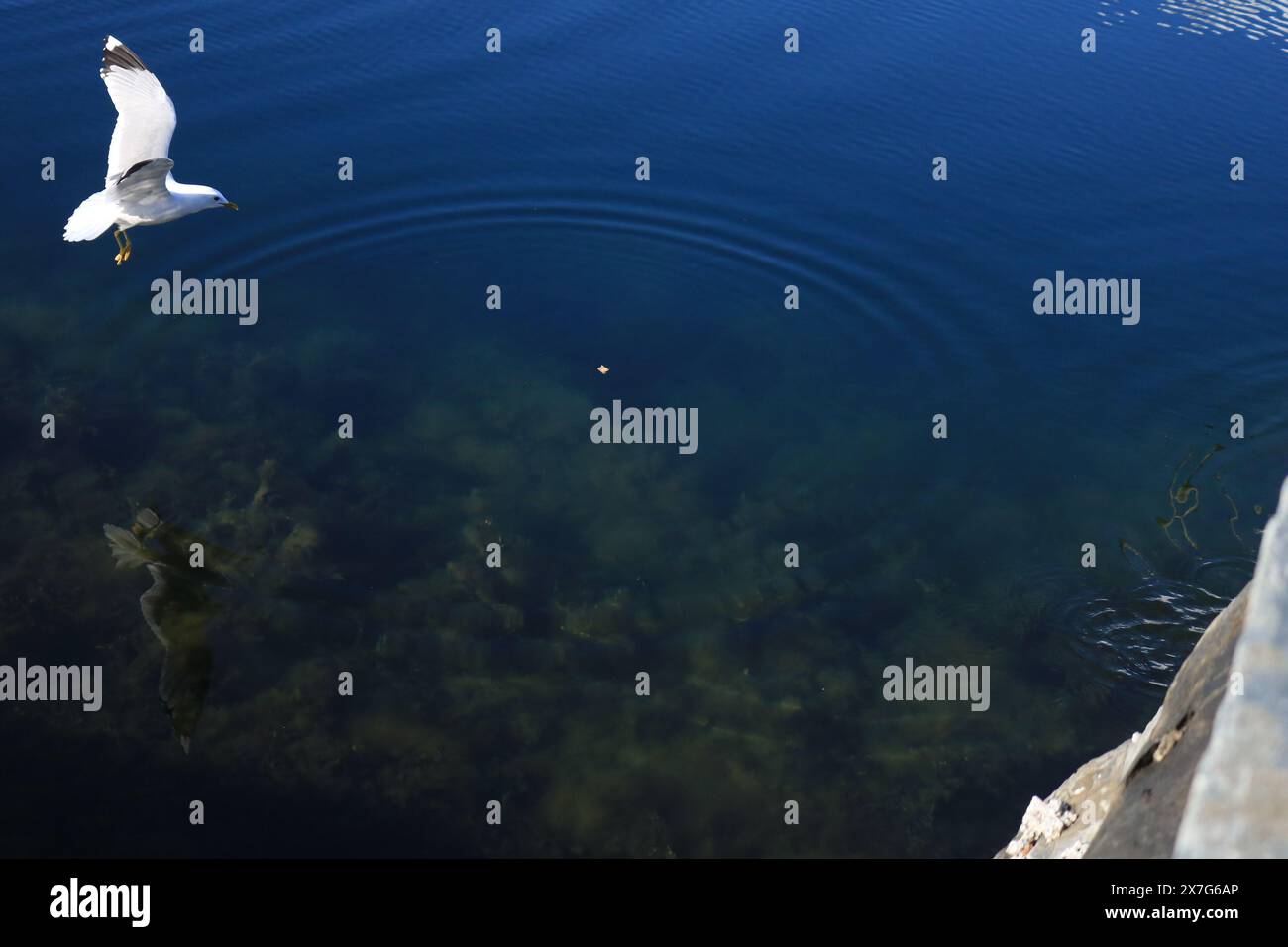 Seagull on a Fjord Stock Photo