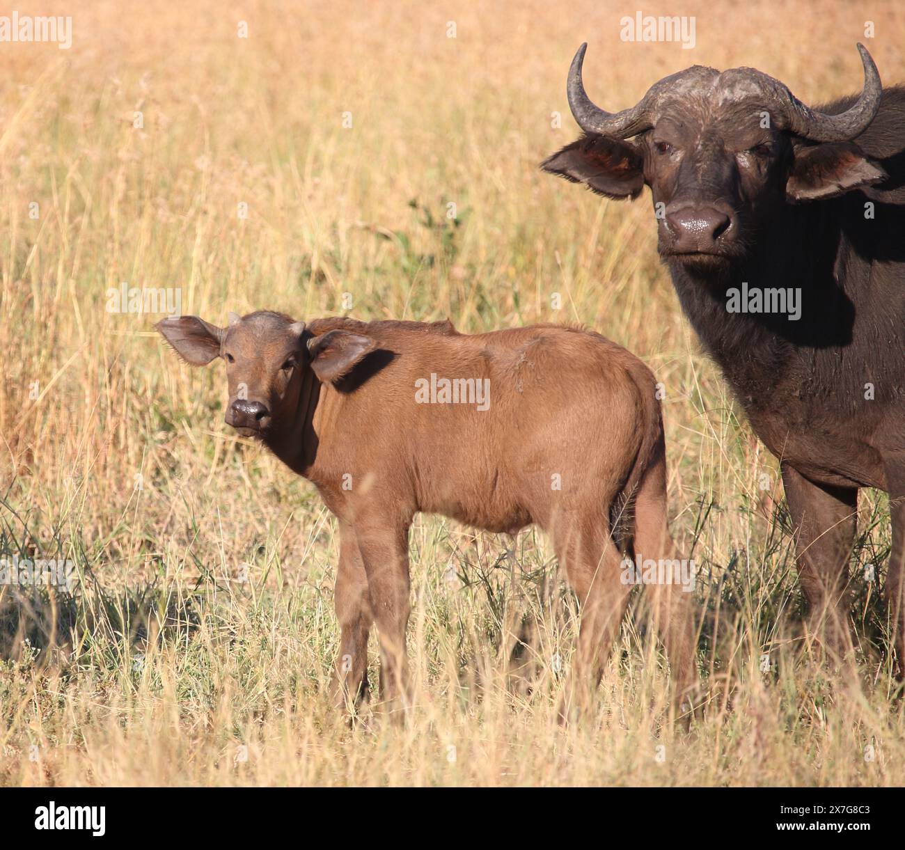 Kaffernbüffel / African buffalo / Syncerus caffer Stock Photo - Alamy