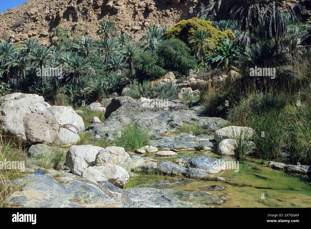 Wadi Tiwi, Oman, Arabian Peninsula, Middle East - Banana, Date, and Mango Trees grow from the water carried to their terraces from high mountain sprin Stock Photo
