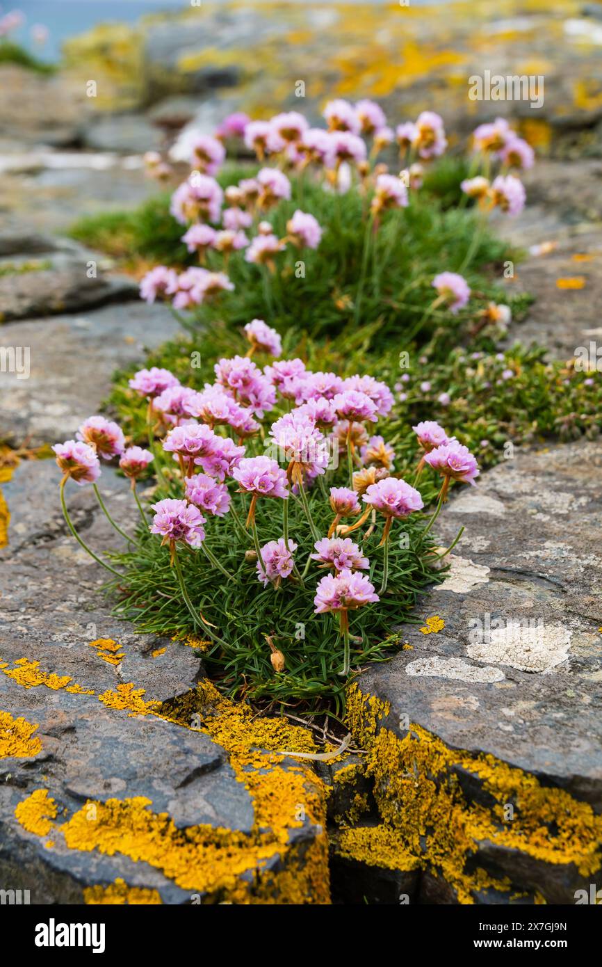 Sea Thrift, Armeria maritima, growing on mossy rocks. Cornwall, West Country, England Stock Photo