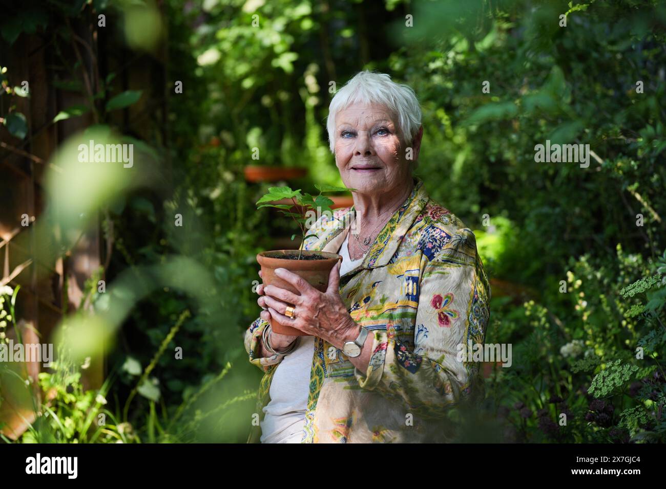 Dame Judi Dench holds a seedling in a pot from the Sycamore Gap tree in