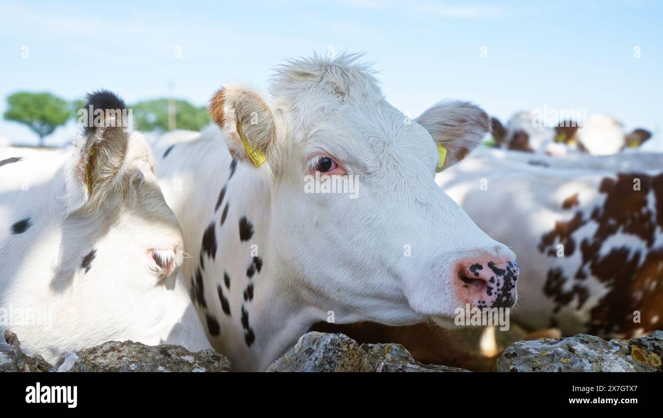 Close-up of cows with black and white spots standing together outdoors on a sunny day, surrounded by greenery and blue sky. Stock Photo