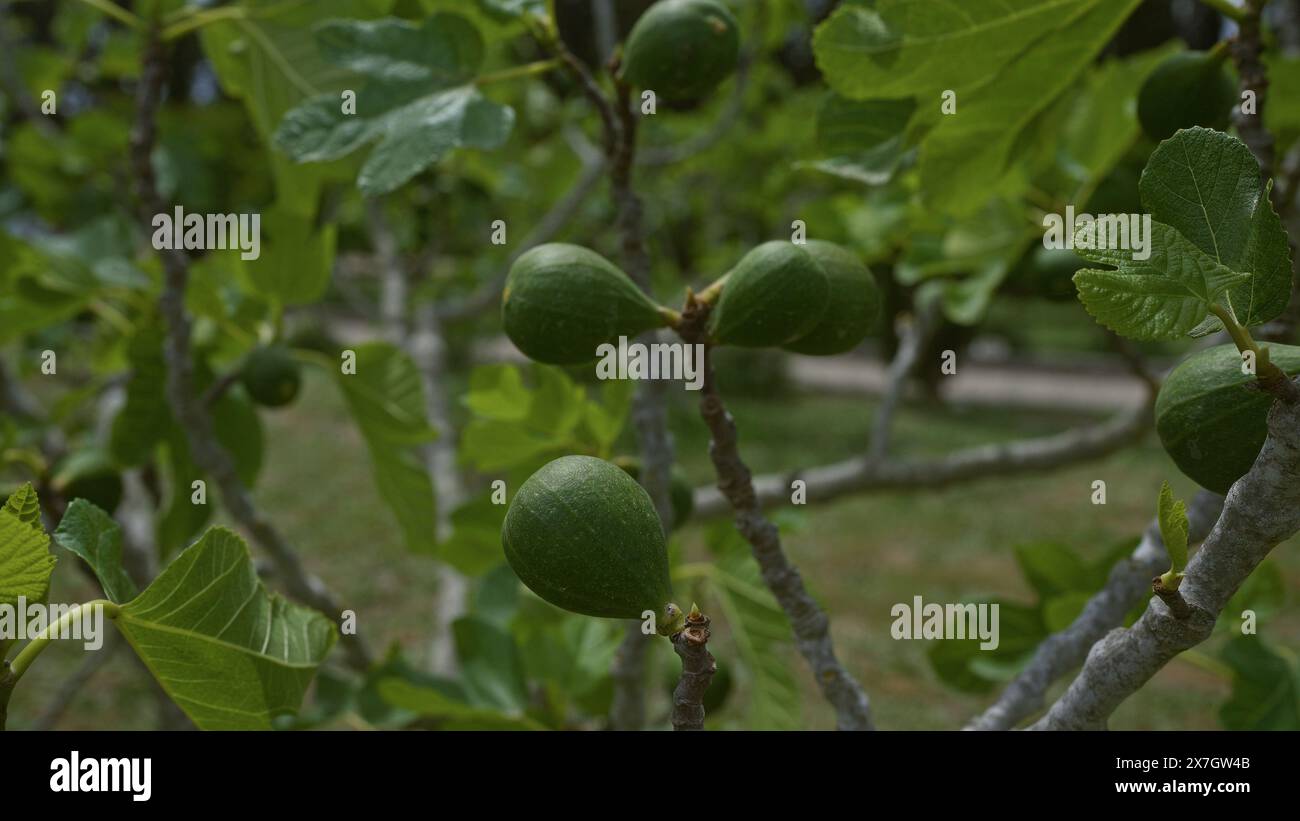 Close-up of green figs growing on a fig tree in an outdoor setting in puglia, italy, with vibrant green leaves and branches. Stock Photo