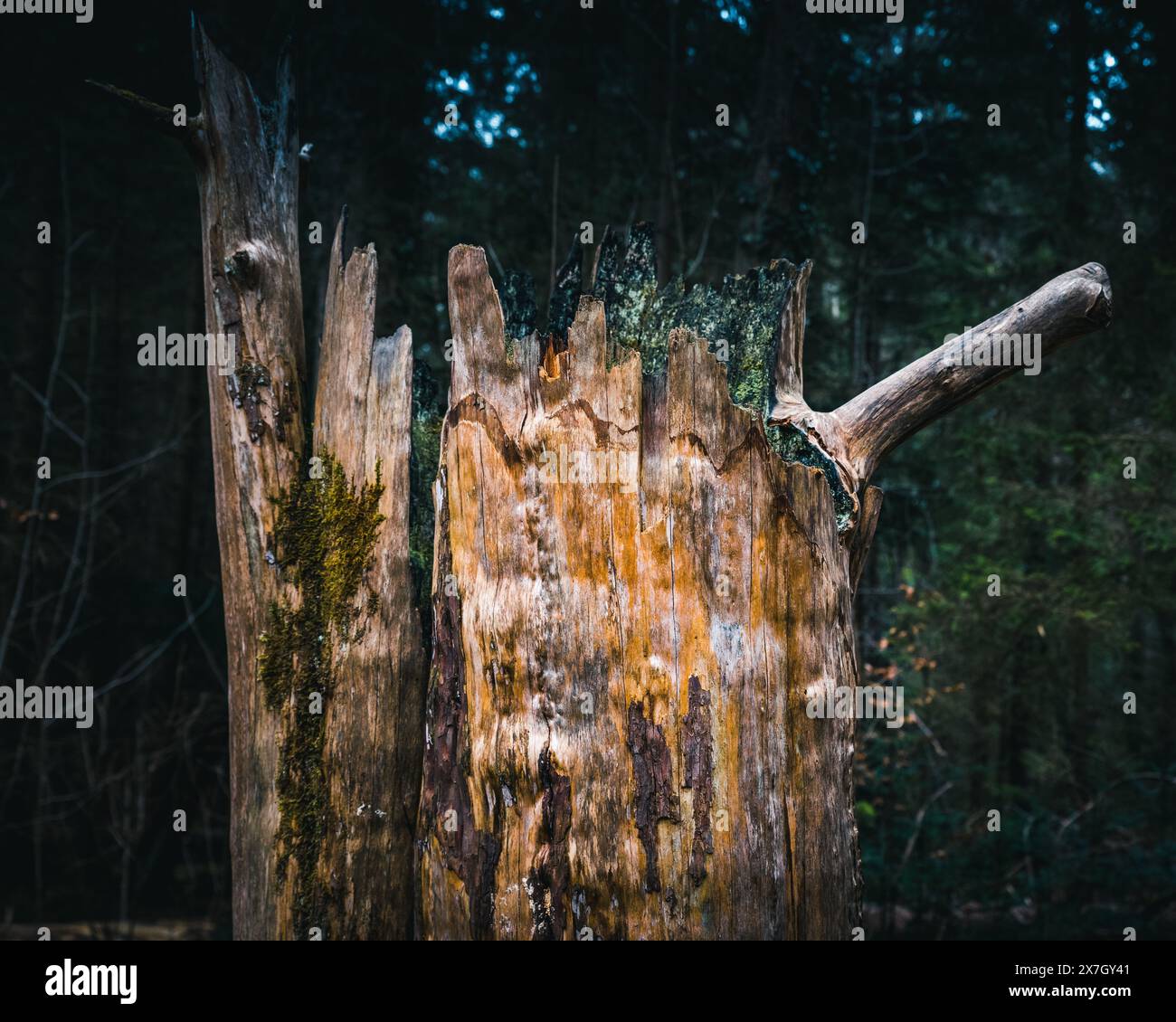 tree, trees, yew tree, forest, forest mood, forestry Stock Photo - Alamy