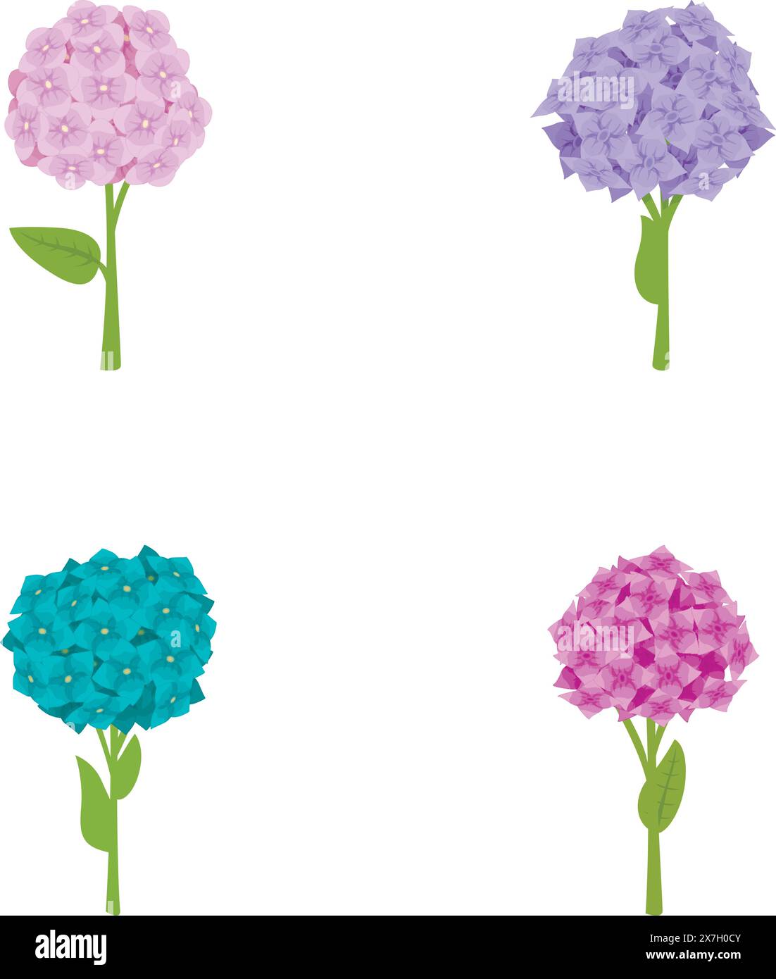 White flowering hydrangea Stock Vector Images - Alamy