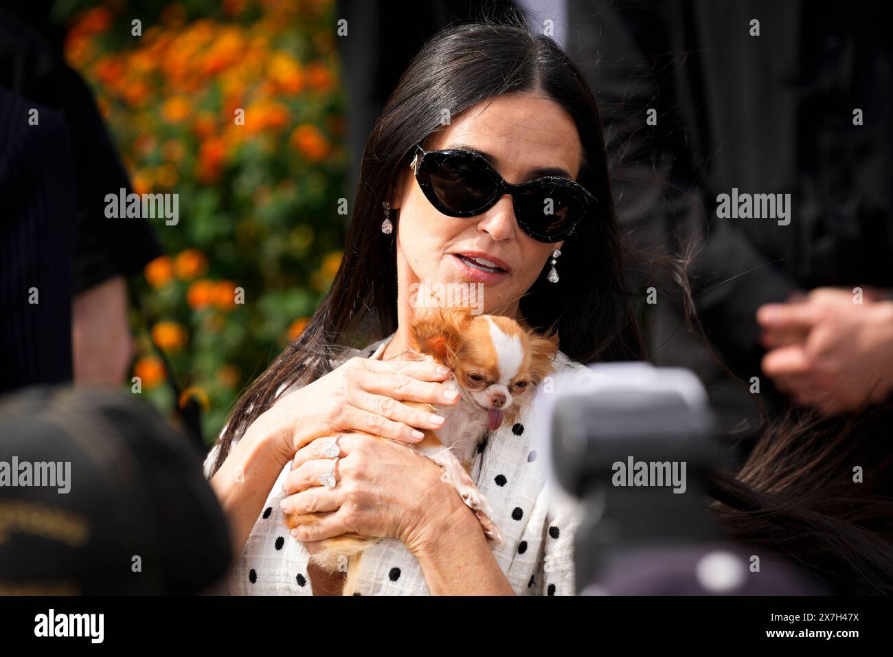 Cannes, France. 20th May, 2024. Demi Moore and her dog Pilaf during a photocall for the film ''The Substance'' at the 77th edition of the Cannes Film Festival at the Carlton Hotel in Cannes, southern France, on May 19, 2024 (Photo by Daniele Cifala/NurPhoto) Credit: NurPhoto SRL/Alamy Live News Stock Photo