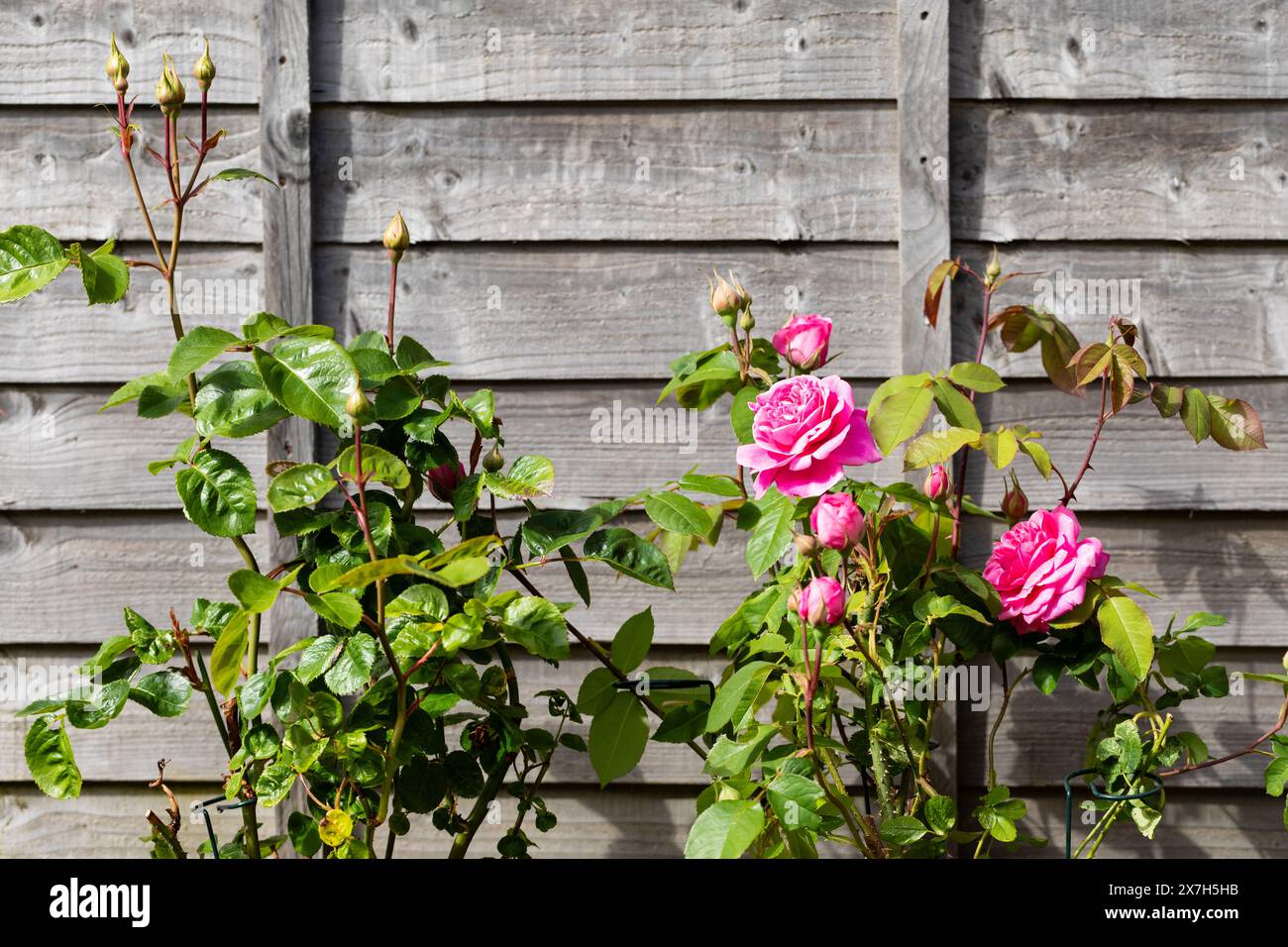 English roses growing beside a garden fence Stock Photo