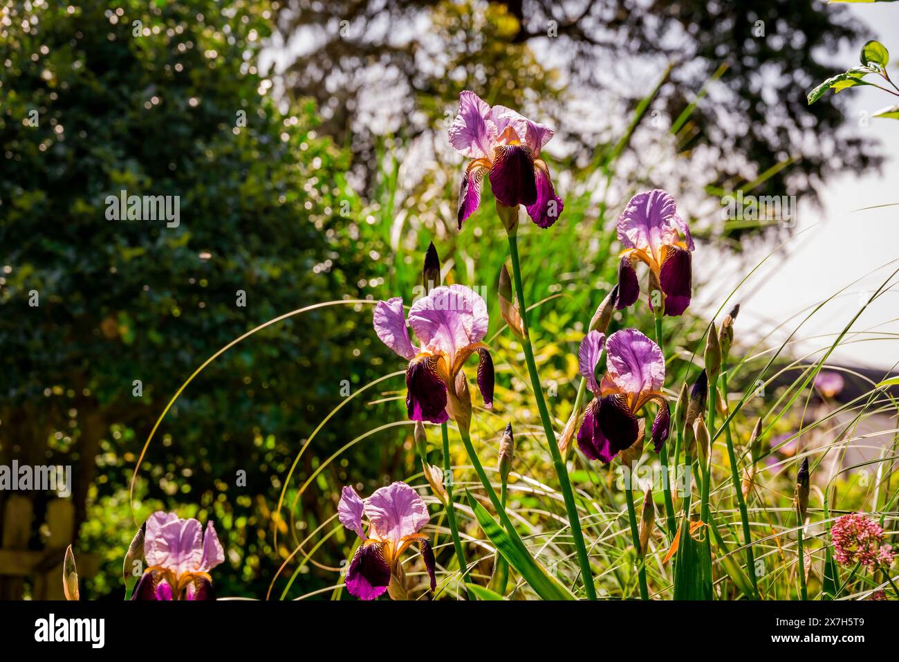 beautiful spring flowers in English garden Stock Photo - Alamy