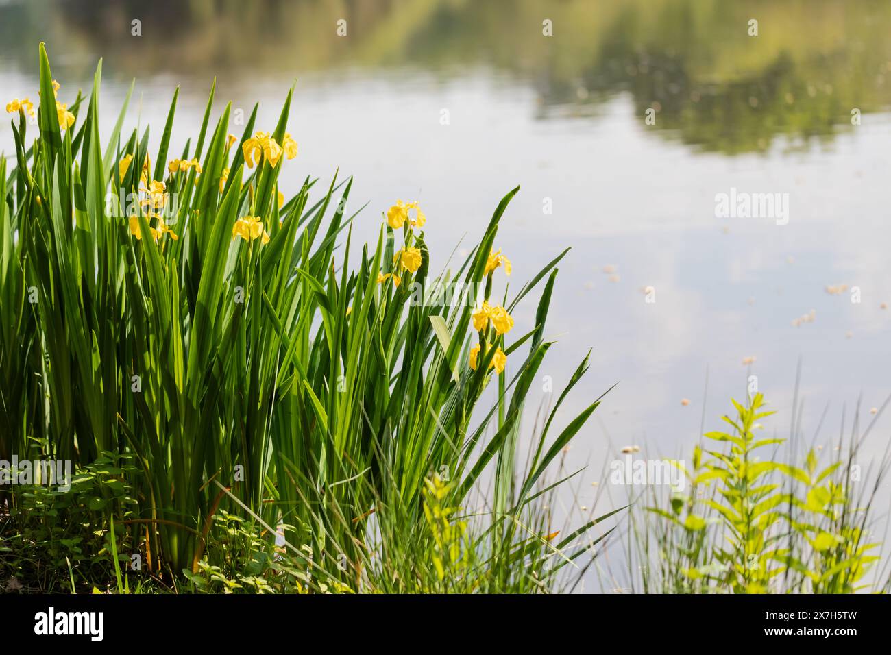 Flag iris, Iris pseudacorus growing beside a lake in late springtime Stock Photo