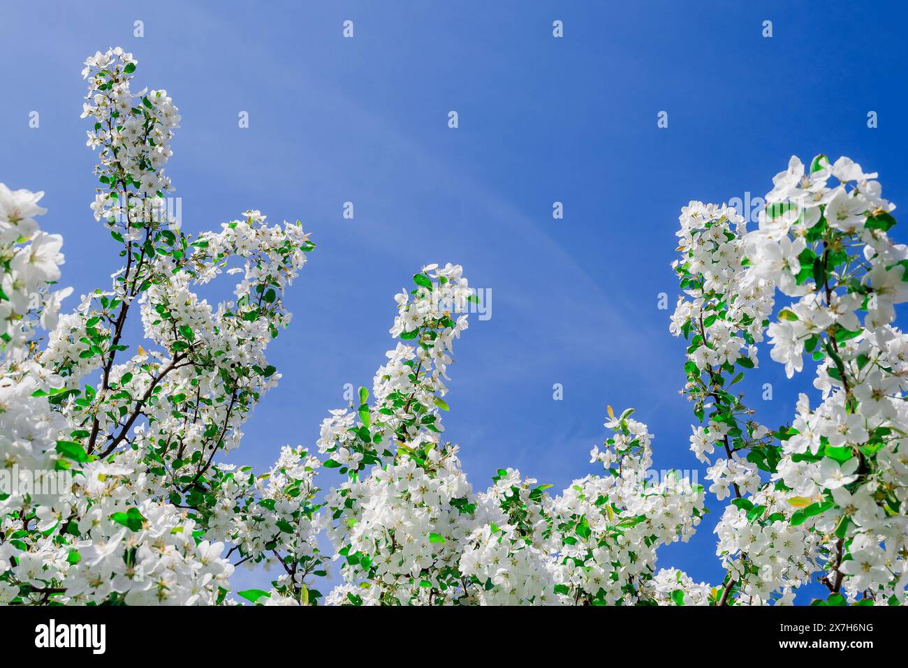 beautiful flowers in the English garden Stock Photo