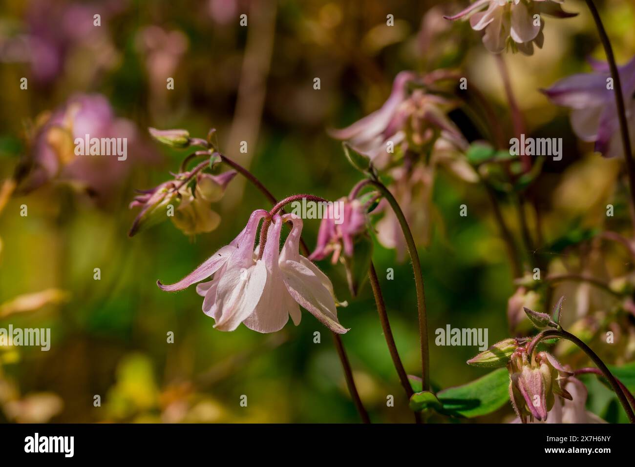 beautiful spring flowers in English garden Stock Photo - Alamy