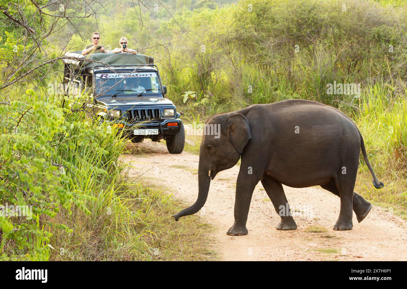 Elephant, Hurulu eco park, Sri Lanka. Stock Photo