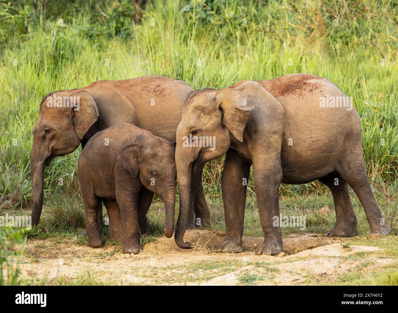 Safari sri lanka hi-res stock photography and images - Alamy