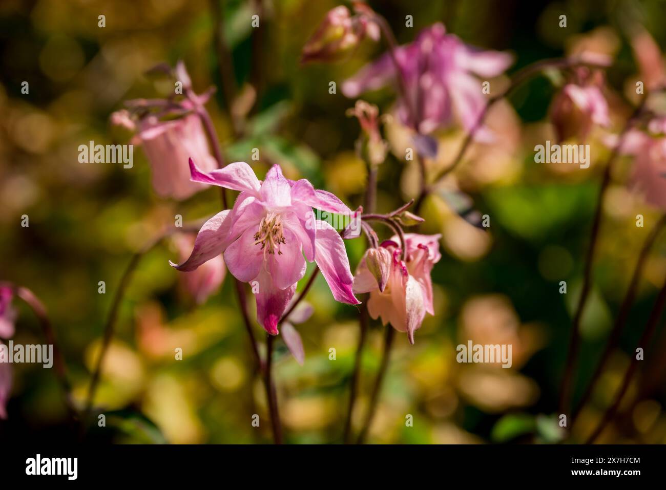 beautiful spring flowers in English garden Stock Photo - Alamy