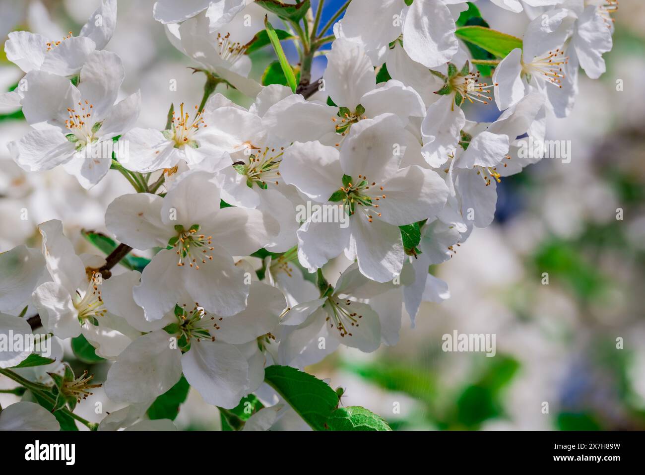 beautiful flowers in the English garden Stock Photo