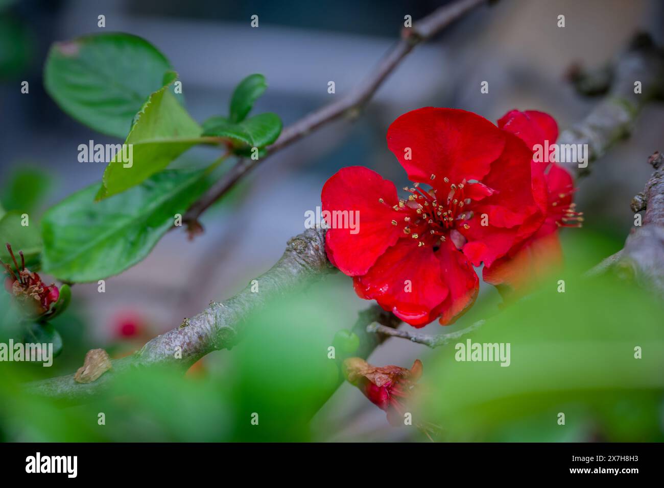 beautiful spring flowers in English garden Stock Photo - Alamy